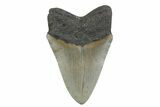 Fossil Megalodon Tooth - North Carolina #379162-1
